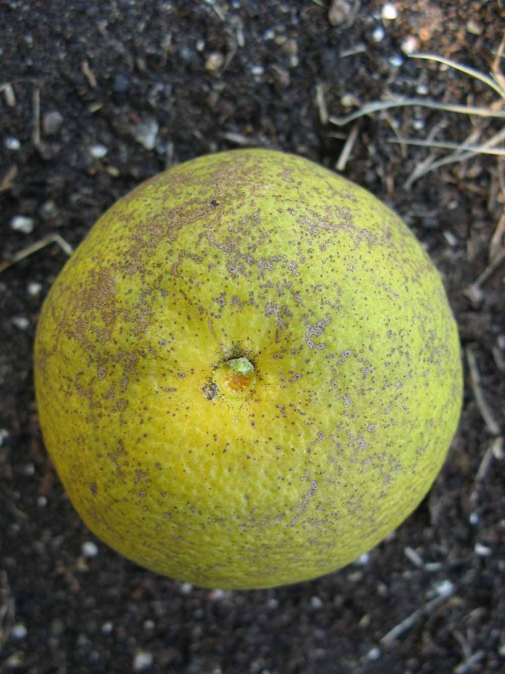              Fruit (Winter Haven, FL)       